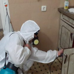 Дезинфекция от муравьев в квартире в Соль-Илецке
